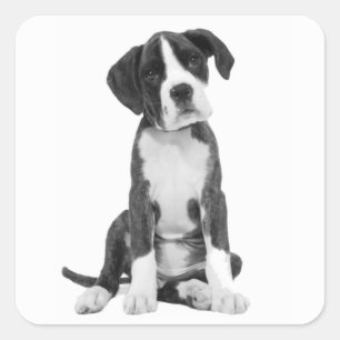 Boxer Puppy Dog Greeting Sticker