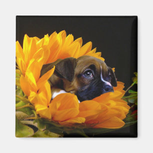 Boxer puppy in Sunflower square magnet