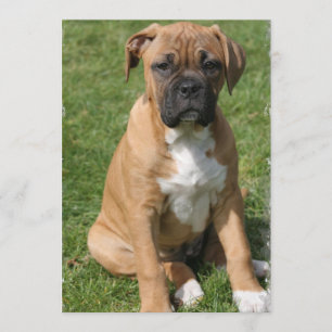 Boxer Puppy Invitation