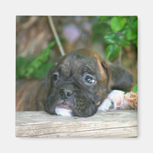 Boxer puppy  magnet