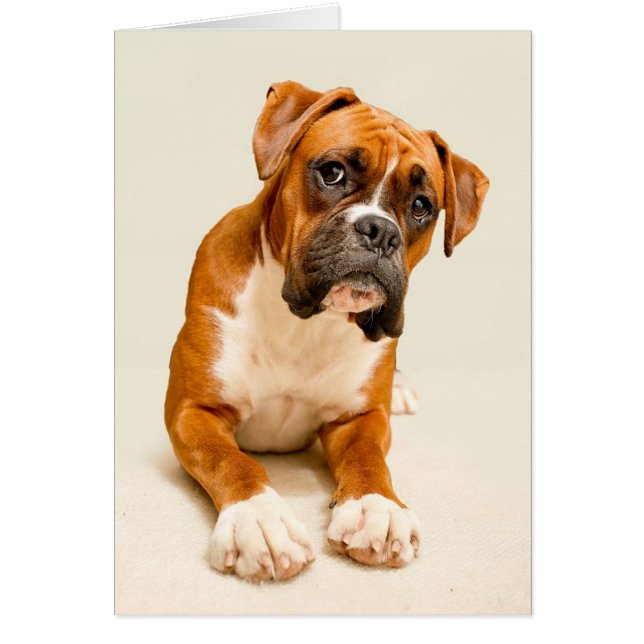 Boxer puppy on ivory cream backdrop. (Front)