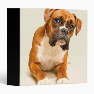 Boxer puppy on ivory cream backdrop. binder