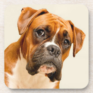 Boxer puppy on ivory cream backdrop. coaster