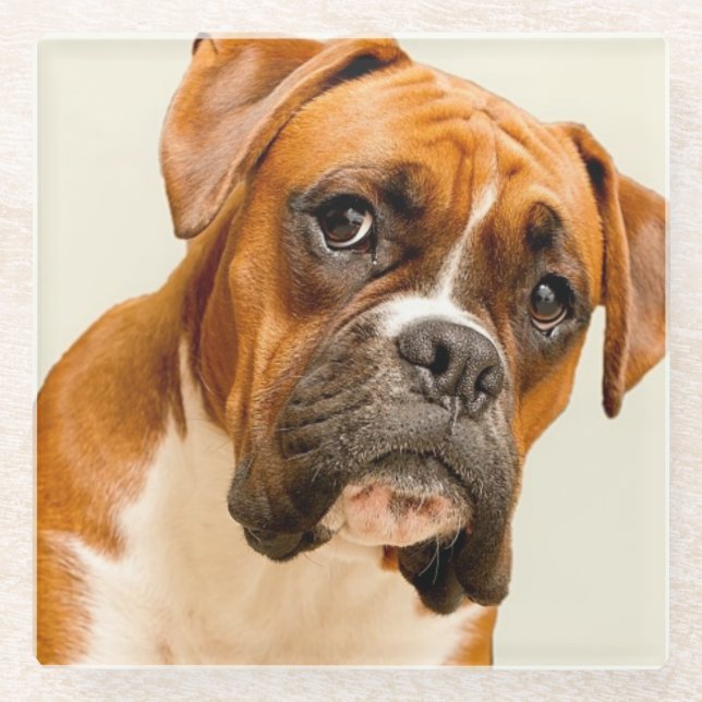 Boxer puppy on ivory cream backdrop. glass coaster (Front)