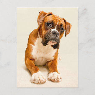 Boxer puppy on ivory cream backdrop. postcard