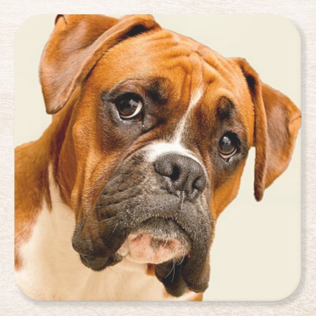 Boxer puppy on ivory cream backdrop. square paper coaster (Front)