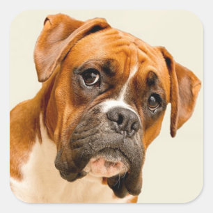 Boxer puppy on ivory cream backdrop. square sticker
