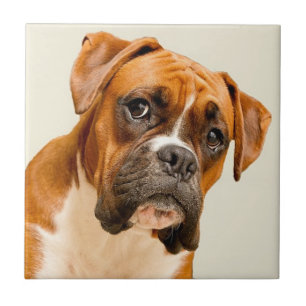 Boxer puppy on ivory cream backdrop. tile