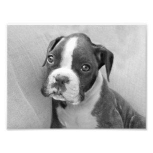 Boxer puppy photo print