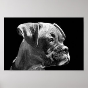 Boxer Puppy Poster