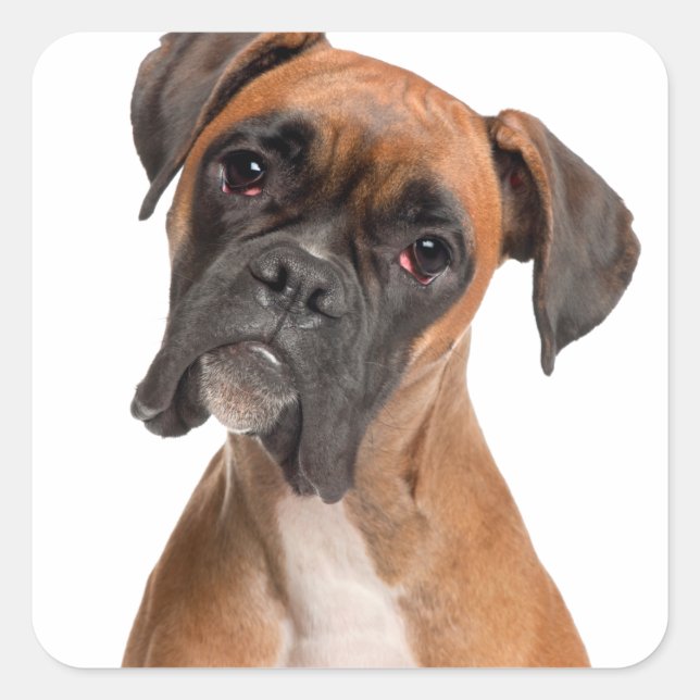 Boxer Puppy Square Sticker (Front)