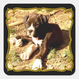 Boxer puppy stickers