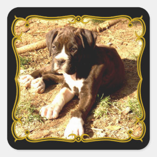 Boxer puppy stickers