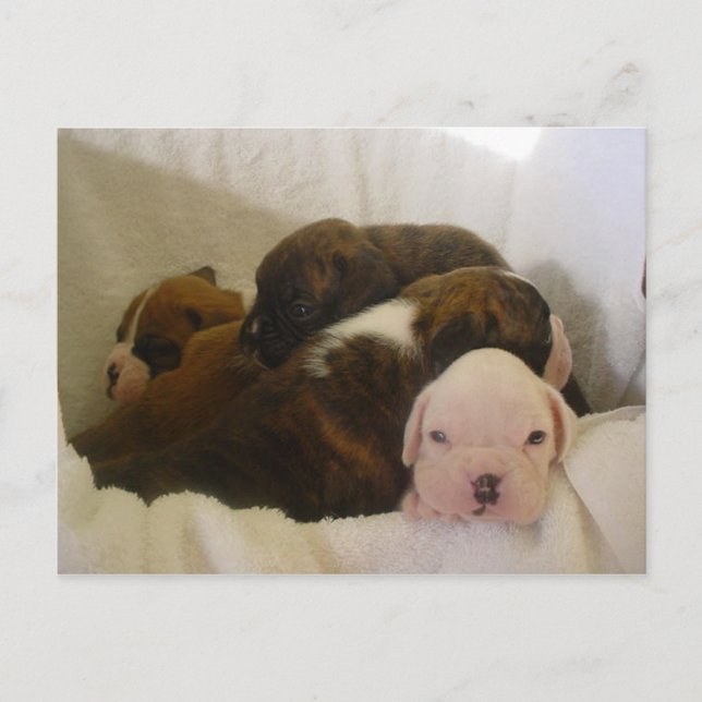 boxer pups.png postcard (Front)