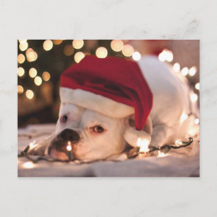 Boxer Santa Holiday Postcard