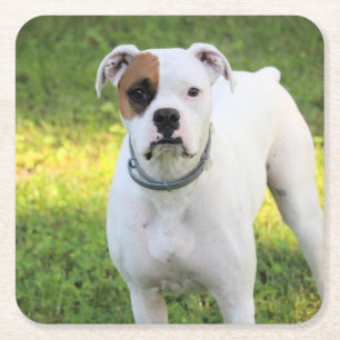 Boxer Square Paper Coaster