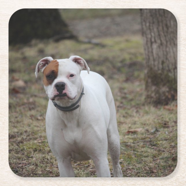 Boxer   square paper coaster (Front)