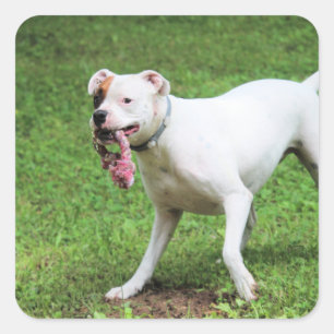 Boxer square sticker