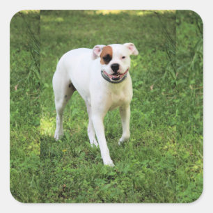 Boxer    square sticker