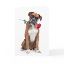 Boxer Valentine – Loyal Heart, Playful Soul