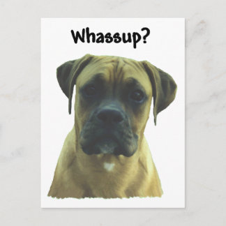 Boxer: Whassup? Postcard