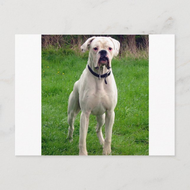 Boxer white full postcard (Front)