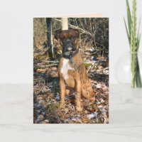Boxer Woods Walk