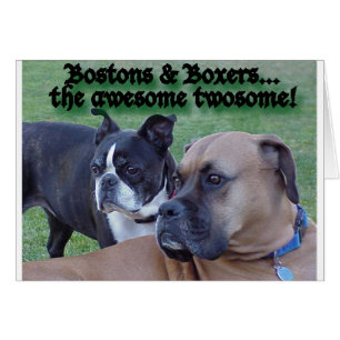 Boxers and Bostons