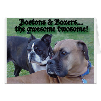 Boxers and Bostons