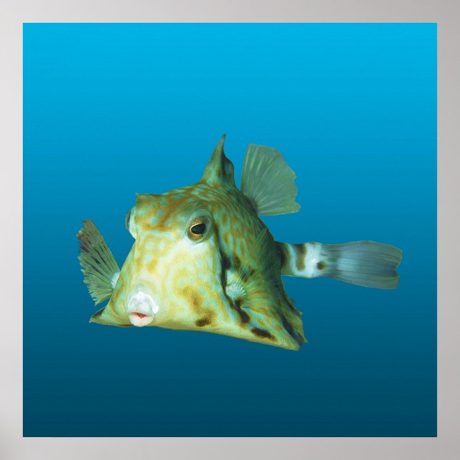 Boxfish Close-up! Gradient blue background |  Poster (Front)