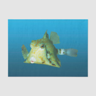 Boxfish Close-up! Gradient blue background Tissue Paper