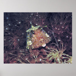 Boxfish in the Coral Poster