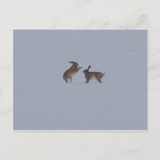 Boxing hares postcard