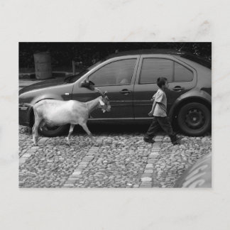 Boy and Goat, La Antigua Guatemala Postcard
