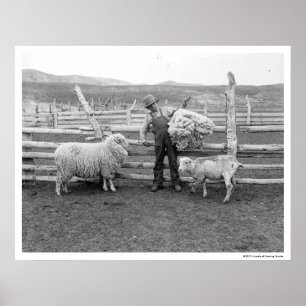 Boy holding up a bundle of wool poster
