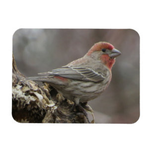 Boy House Finch Magnet