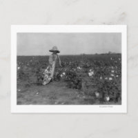 Boy Picking Cotton Photograph West, Texas