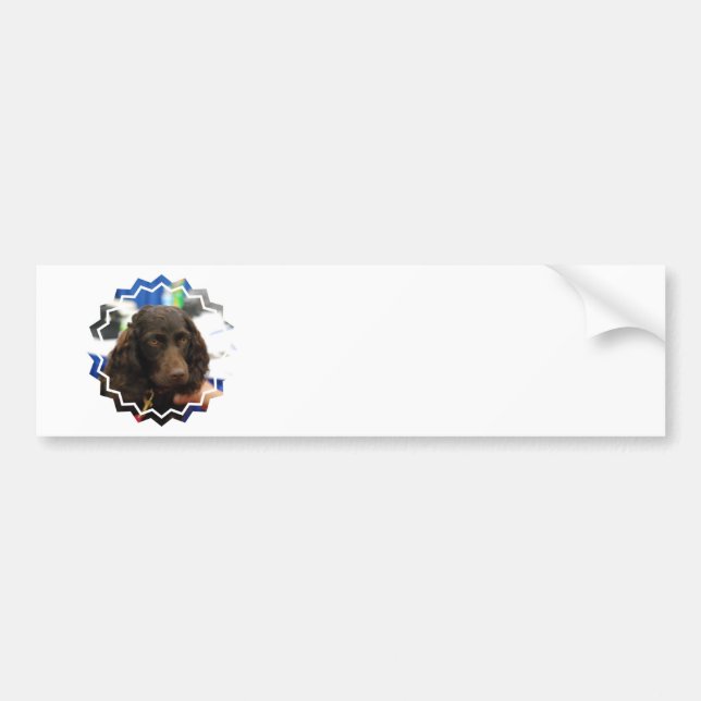 Boykin Spaniel  Bumper Sticker (Front)