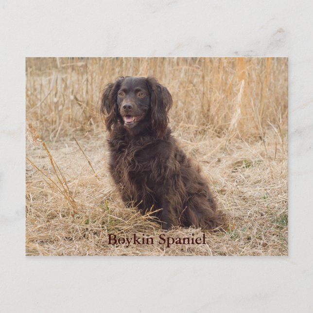 Boykin Spaniel Post Card (Front)