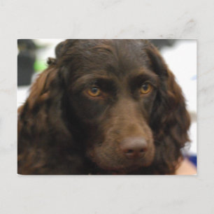 Boykin Spaniel Postcard