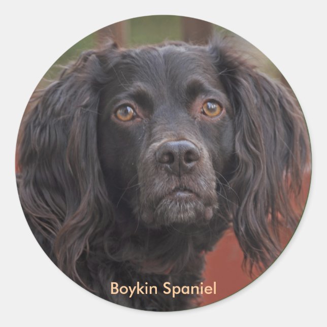 Boykin Spaniel Stickers (Front)