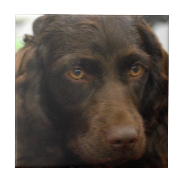 Boykin Spaniel Tile (Front)