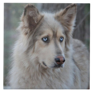 Bozworth the Malamutt Tile