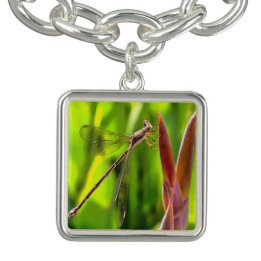 Bracelet Damselfly Balancé Sur Une Tête De Fleur