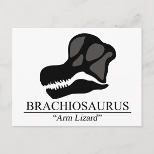 Brachiosaurus Skull Postcard
