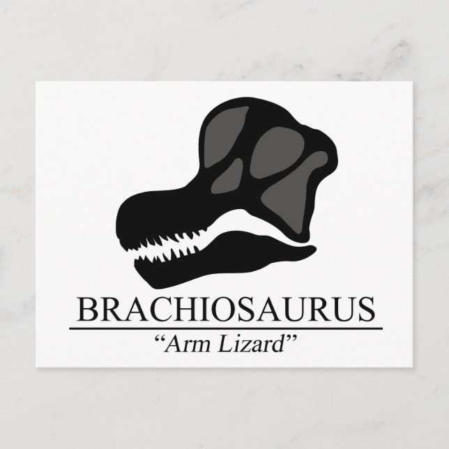 Brachiosaurus Skull Postcard (Front)