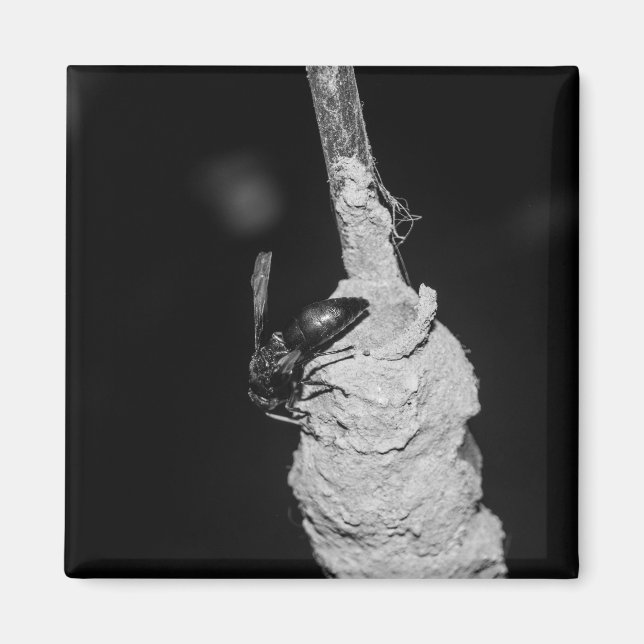 Brachygastra Magnet (Front)