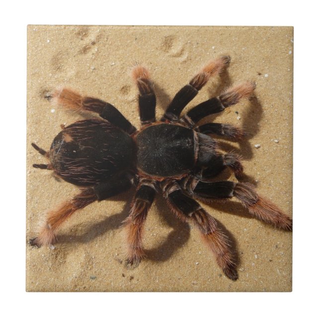 Brachypelma tarantula spider in sand tile (Front)