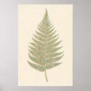 Bracken Fern Botanical Study Poster