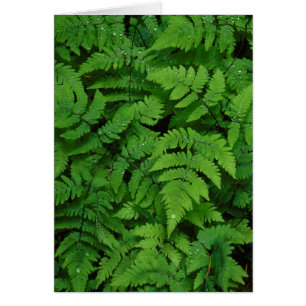 Bracken fern with rain drops, Washington State
